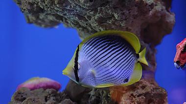 4k海洋生物太阳蝶蝴蝶鱼鱼类实拍视频的预览图