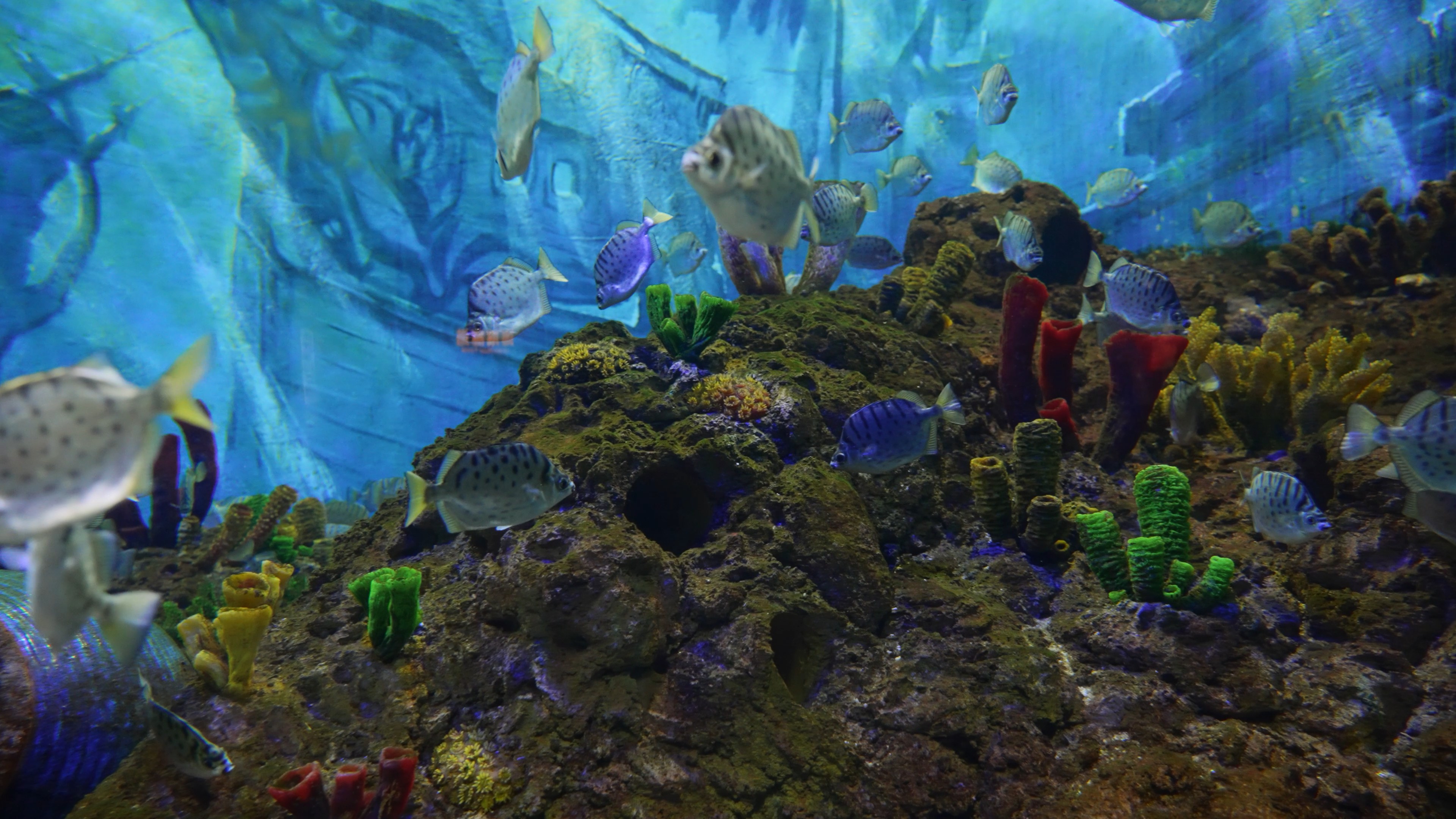 4k海洋馆水中游动的鱼实拍鱼类海洋生物视频的预览图