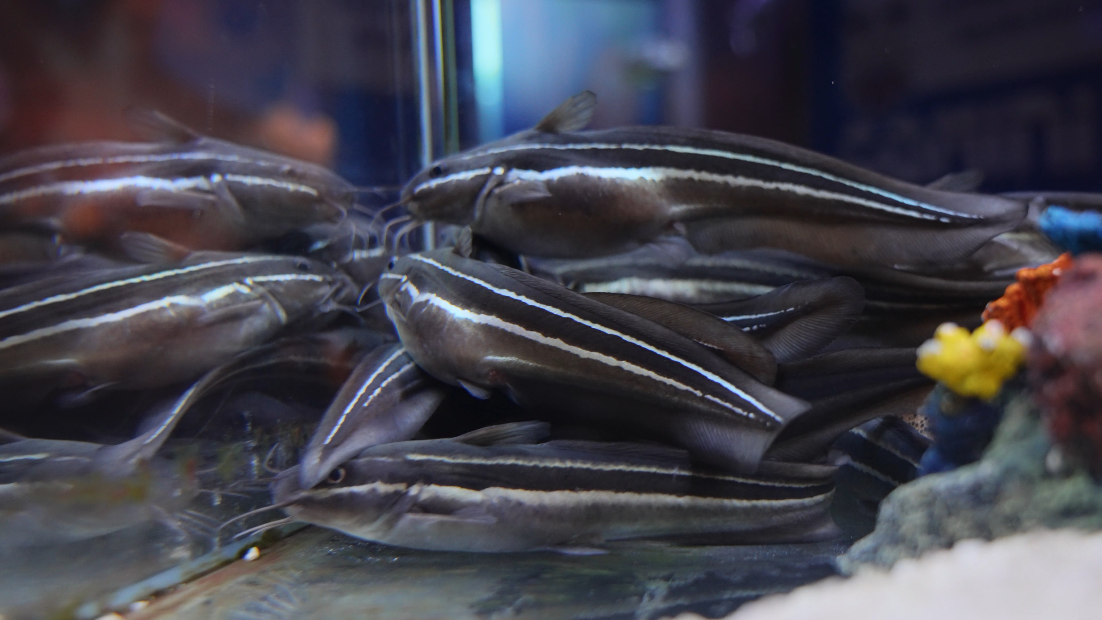4k海洋馆线纹鳗鲶鱼类海洋生物实拍视频的预览图