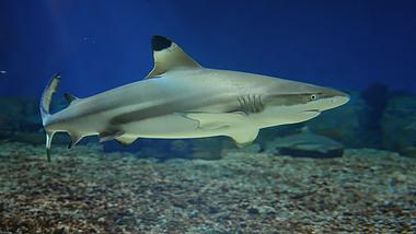 4k水中游动的鲨鱼实拍海洋生物海底世界视频的预览图