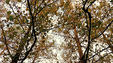 4K实拍树叶枯黄秋天风景视频的预览图