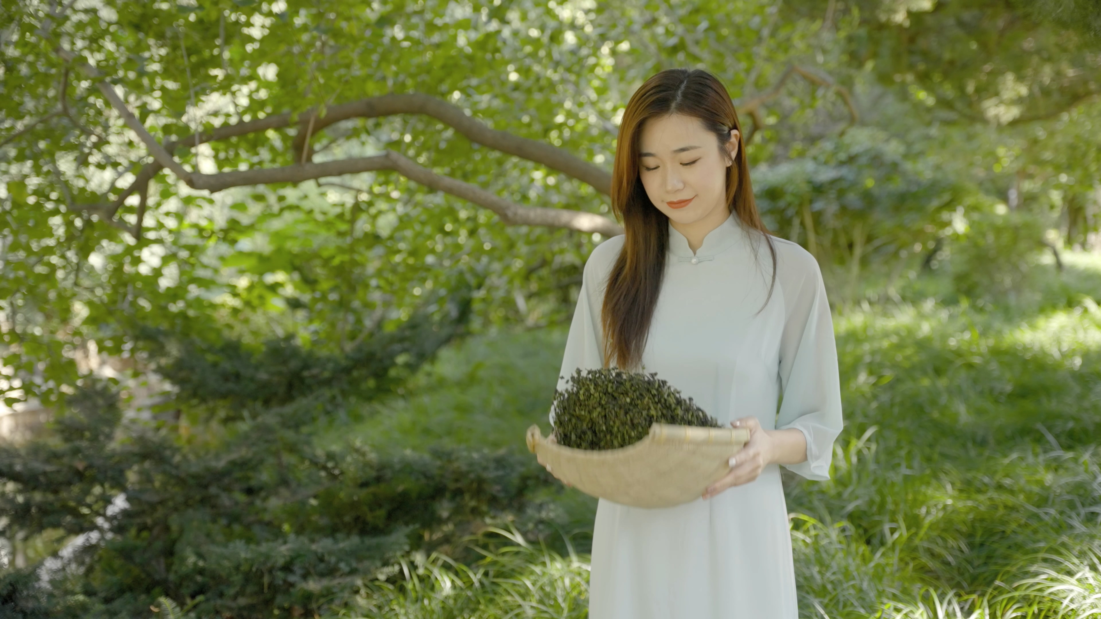4K旗袍古风美女筛选新鲜茶叶视频的预览图