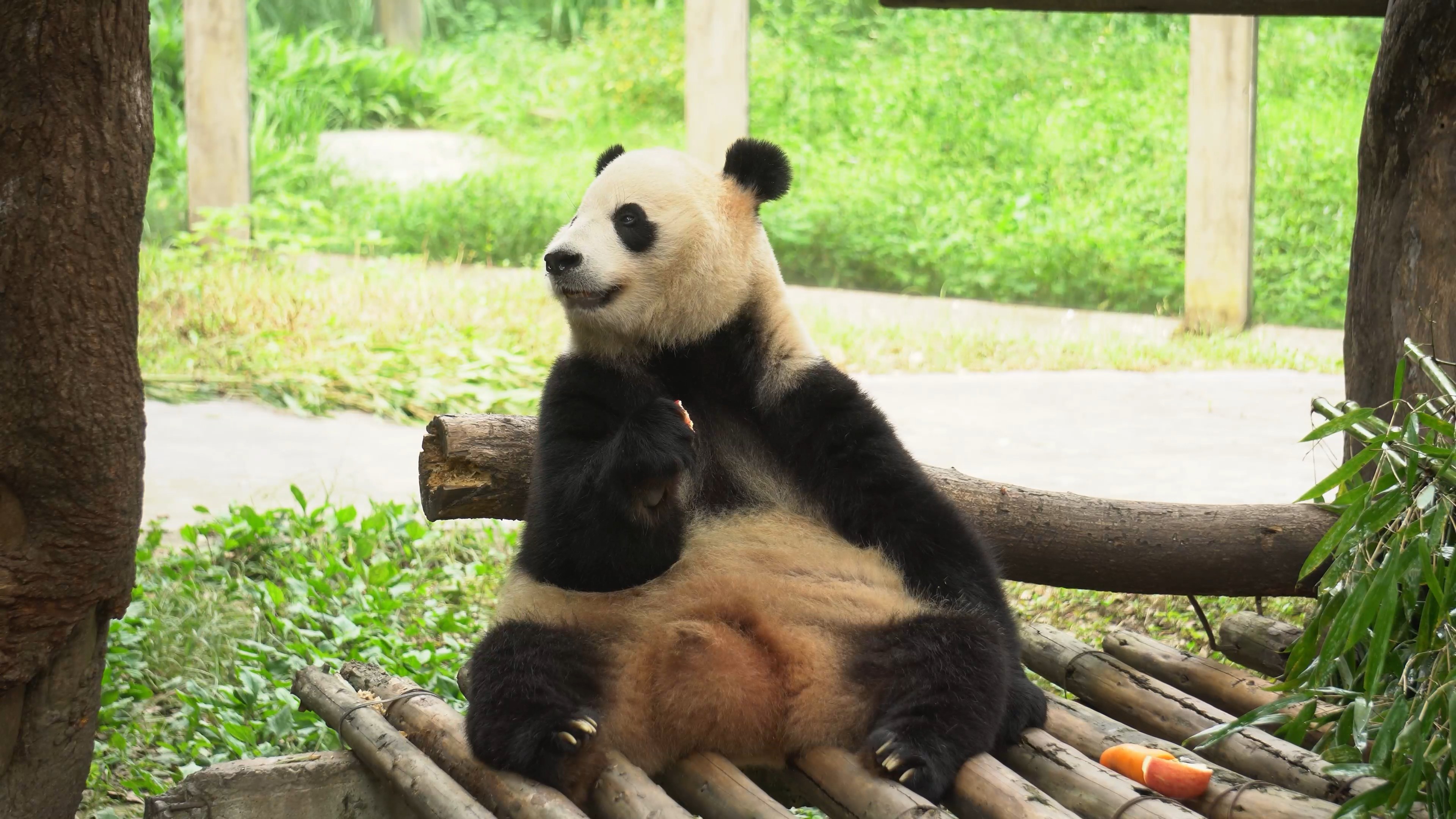 4K实拍国宝大熊猫啃食胡罗视频素材视频的预览图