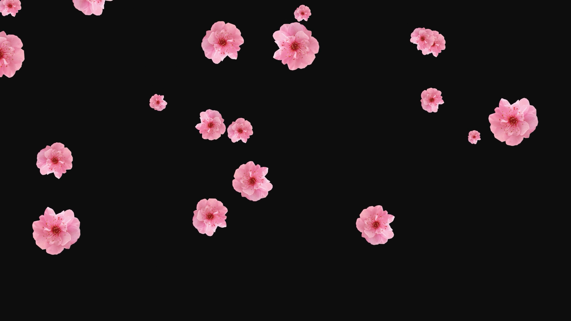 粉色花朵飘落通道视频挂件装饰漂浮素材视频的预览图