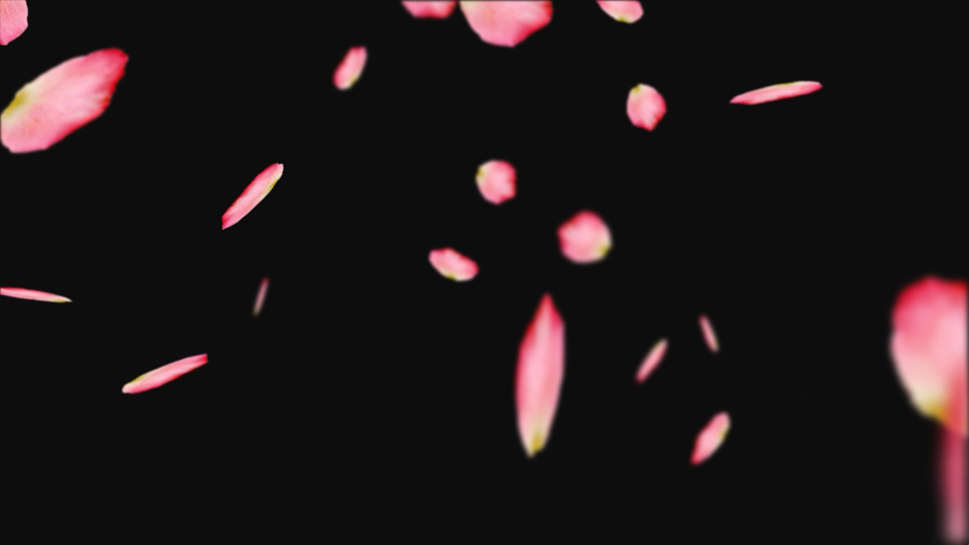 真花瓣飘落透明通道视频挂件装饰漂浮素材视频的预览图