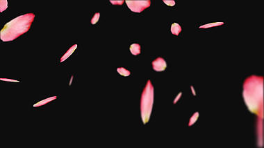 真花瓣飘落透明通道视频挂件装饰漂浮素材视频的预览图