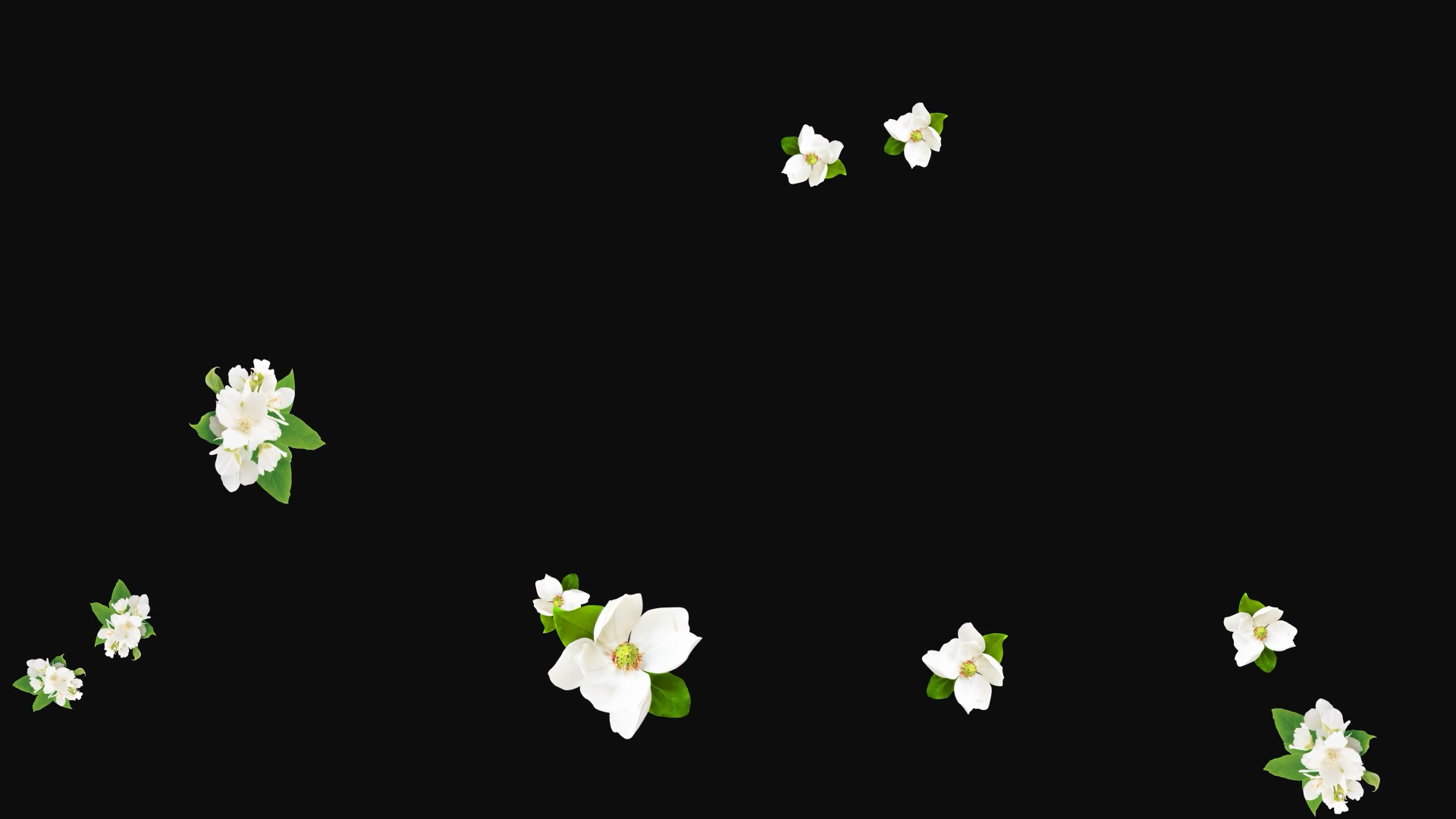 白色山茶花通道视频挂件装饰漂浮素材视频的预览图
