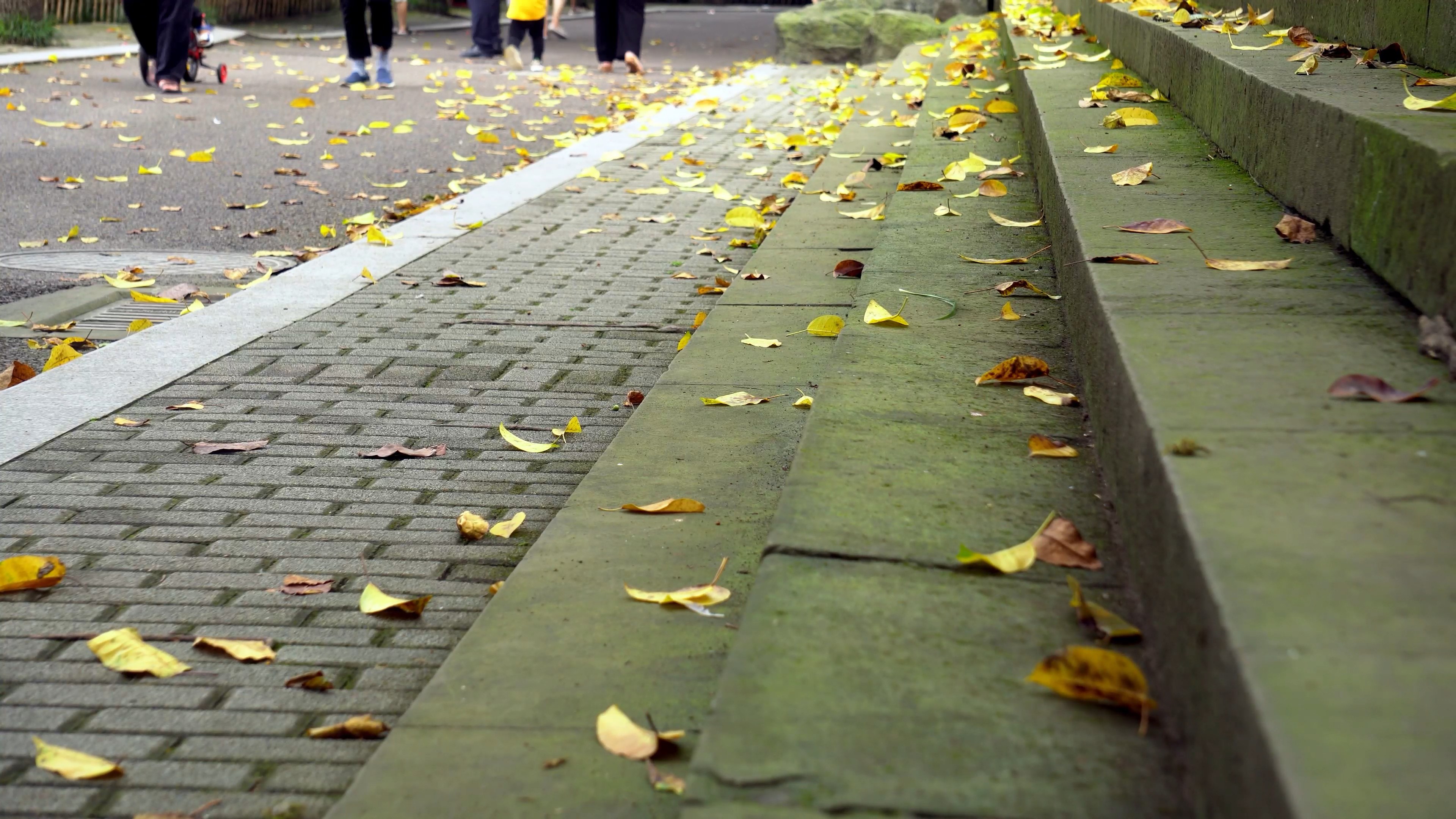 4K实拍秋天满地银杏视频素材视频的预览图