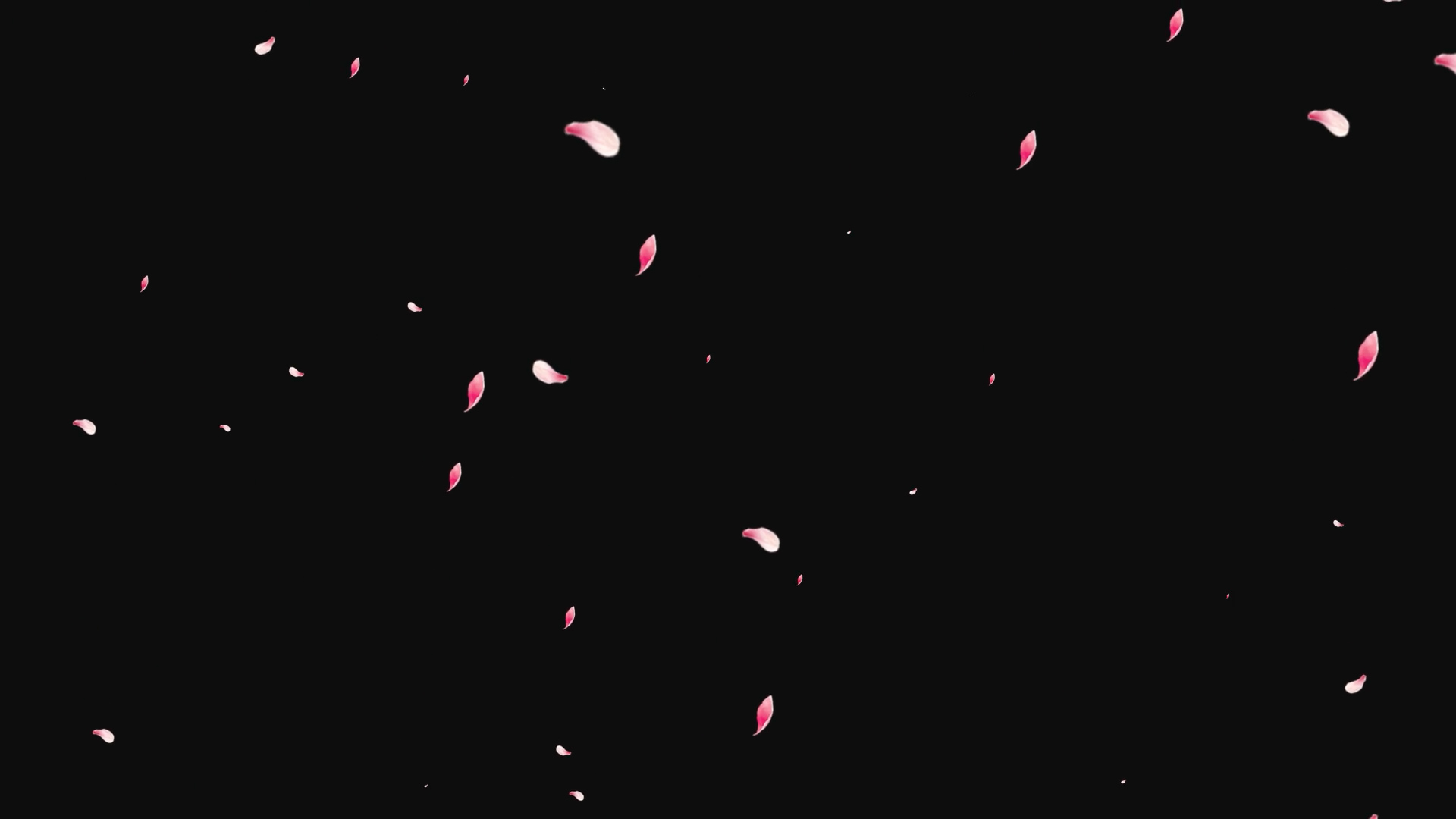 粉色花瓣透明通道视频挂件装饰漂浮素材视频的预览图