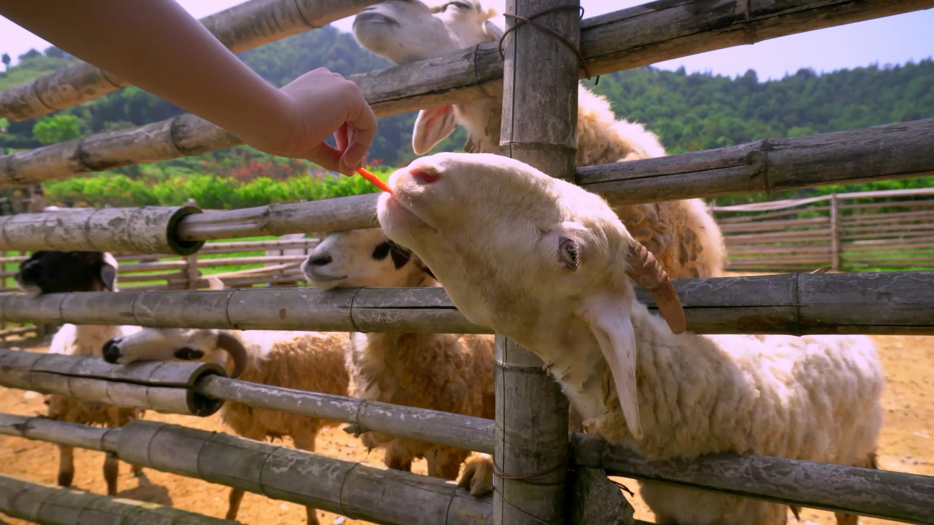4K实拍游客体验喂养山羊视频素材视频的预览图