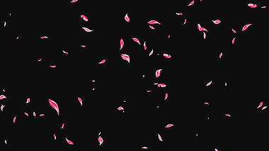 花瓣飘落透明通道视频挂件装饰漂浮素材视频的预览图