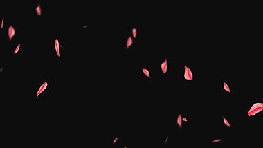 粉红色花瓣透明通道视频挂件装饰漂浮素材视频的预览图