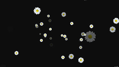 白色雏菊花朵飘散透明通道视频挂件装饰漂浮素材视频的预览图