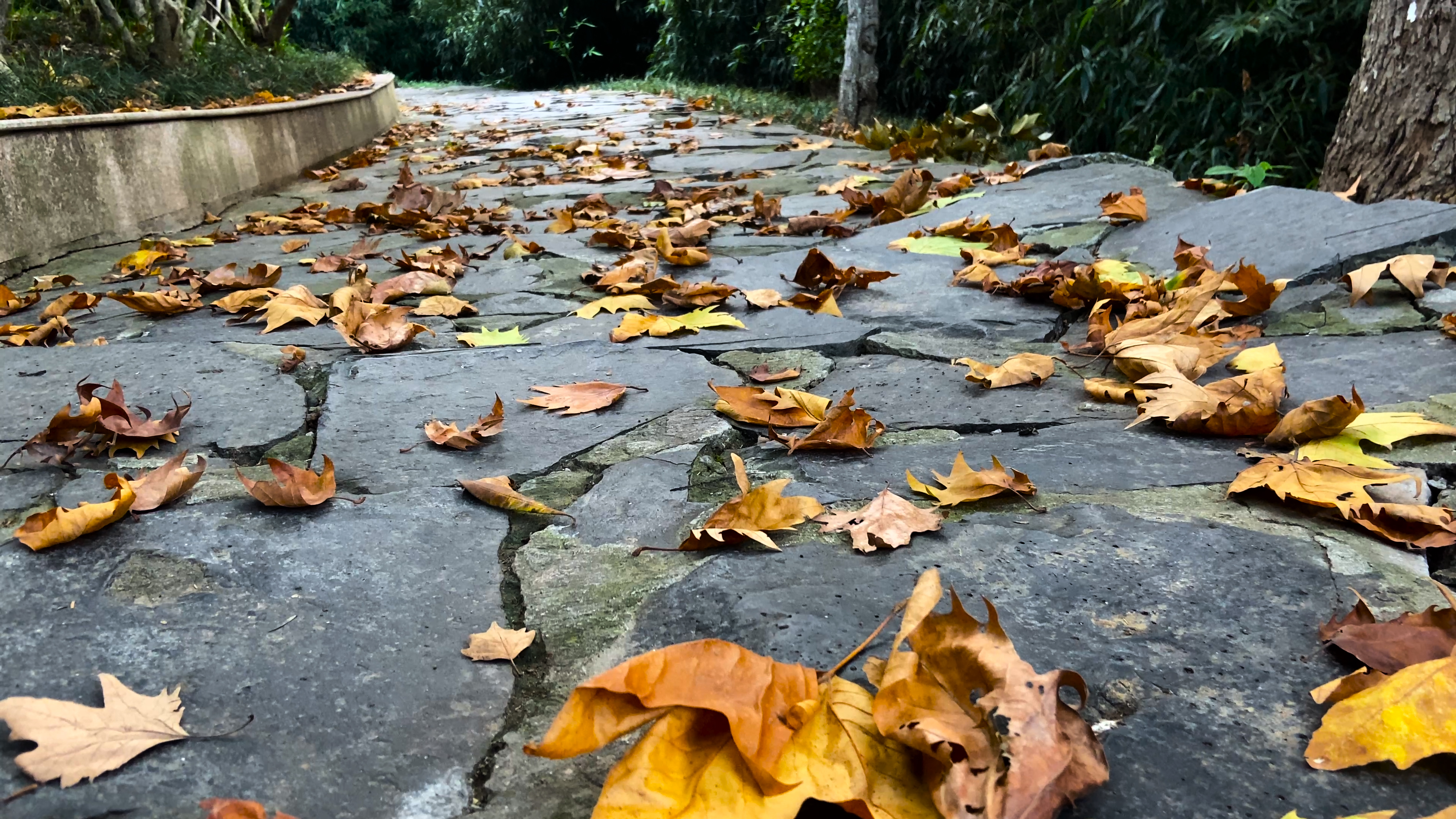 4K实拍秋天景色落满树叶的石板路视频的预览图