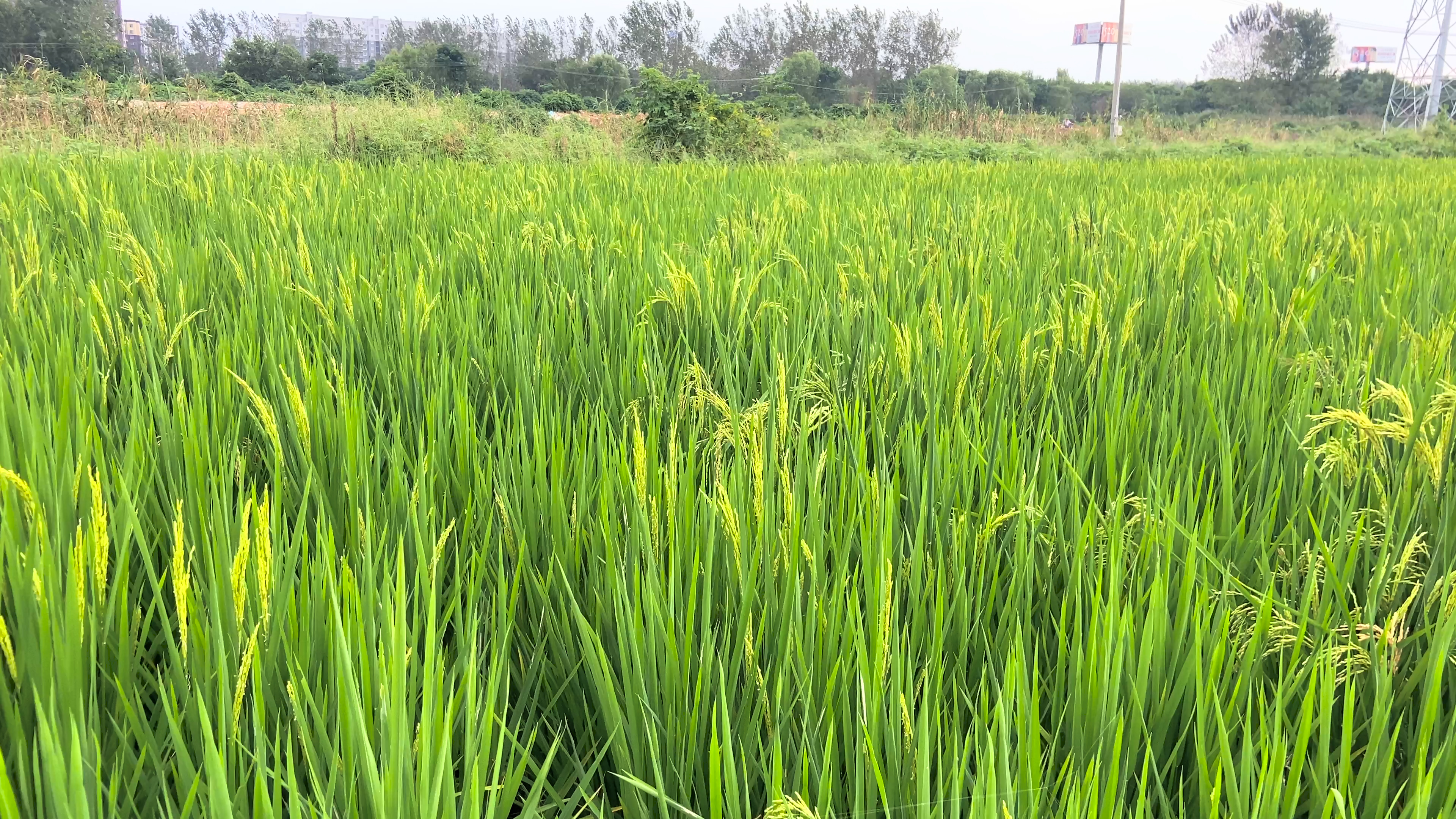 4K实拍农业农田水稻田农作物视频的预览图