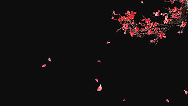 梅花花瓣透明通道视频素材挂件装饰视频的预览图