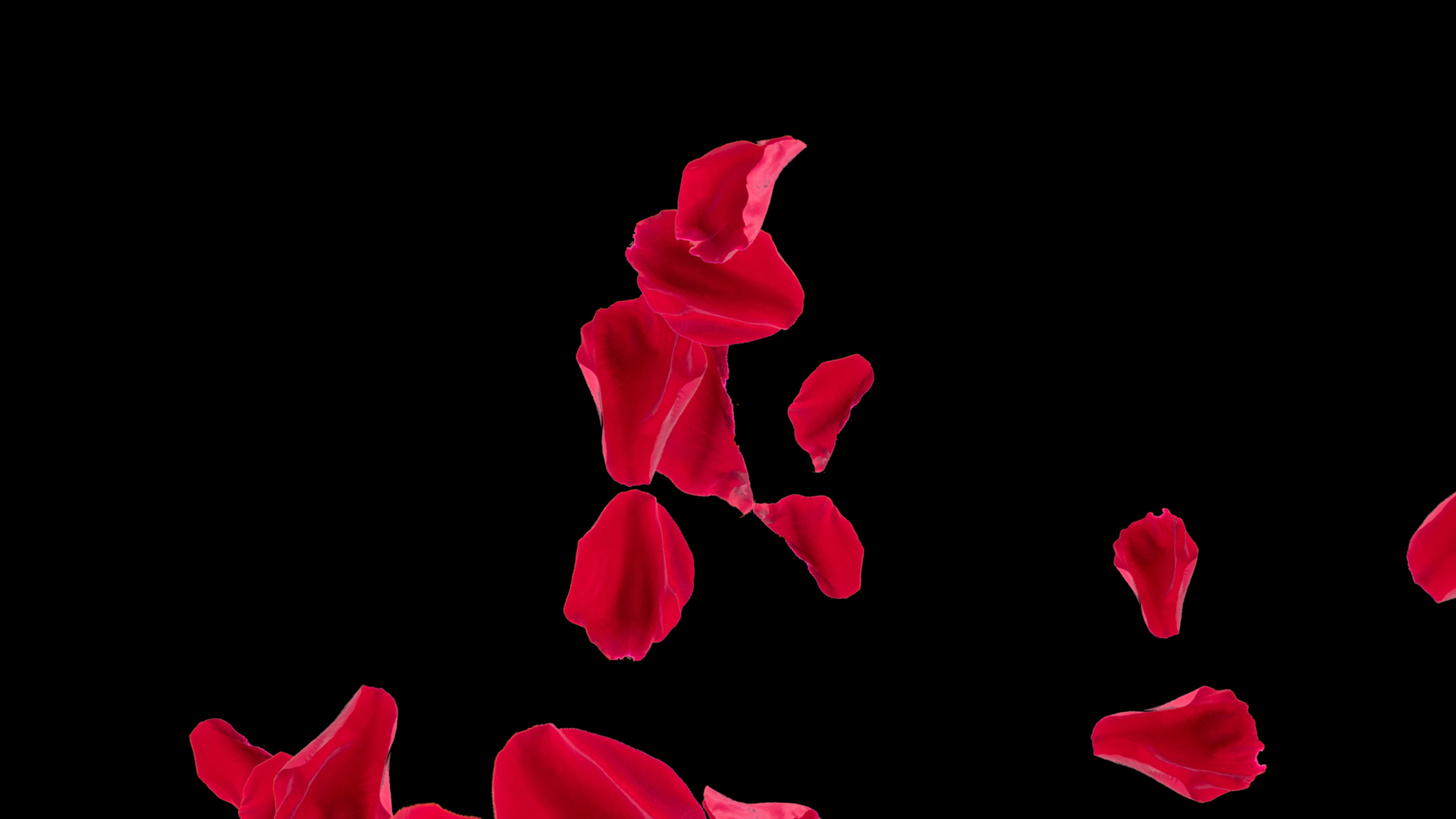 红色大花瓣玫瑰花瓣素材通道视频挂件装饰漂浮素材视频的预览图