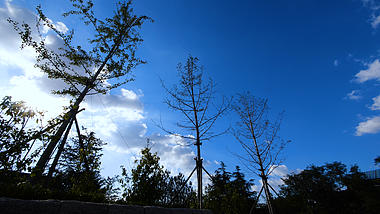 4K自然风景蓝天白云树木延时摄影视频的预览图