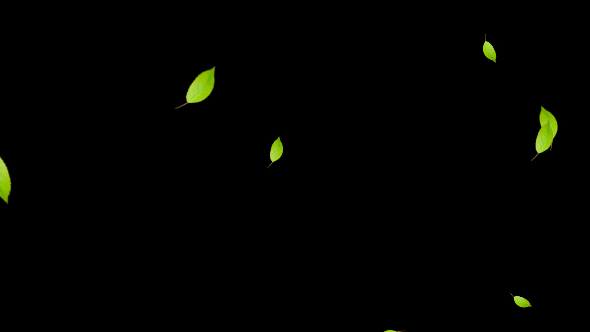 绿色落叶树叶通道视频AE模板视频的预览图