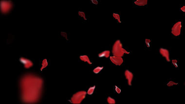 红色玫瑰花花瓣掉落素材通道视频挂件装饰漂浮素材视频的预览图