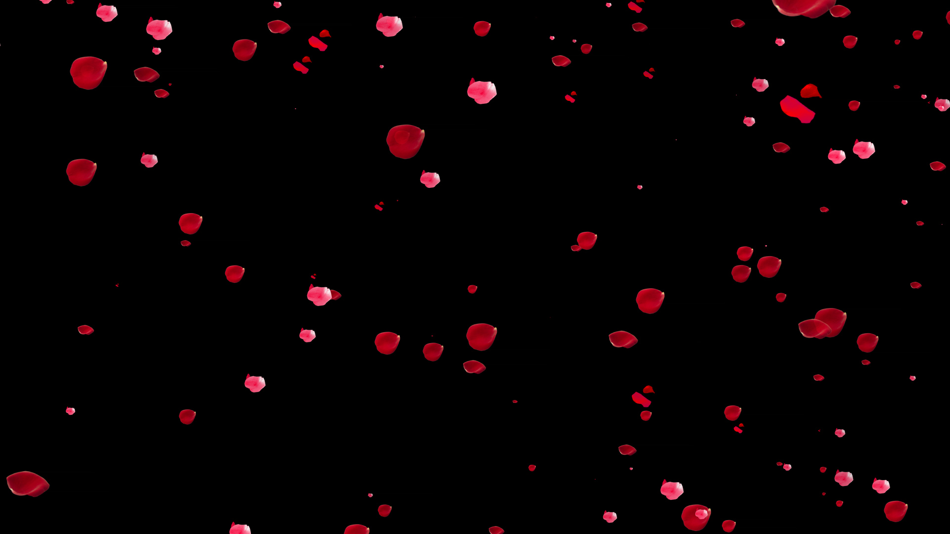 大量玫瑰花瓣飘落素材通道视频挂件装饰漂浮素材视频的预览图