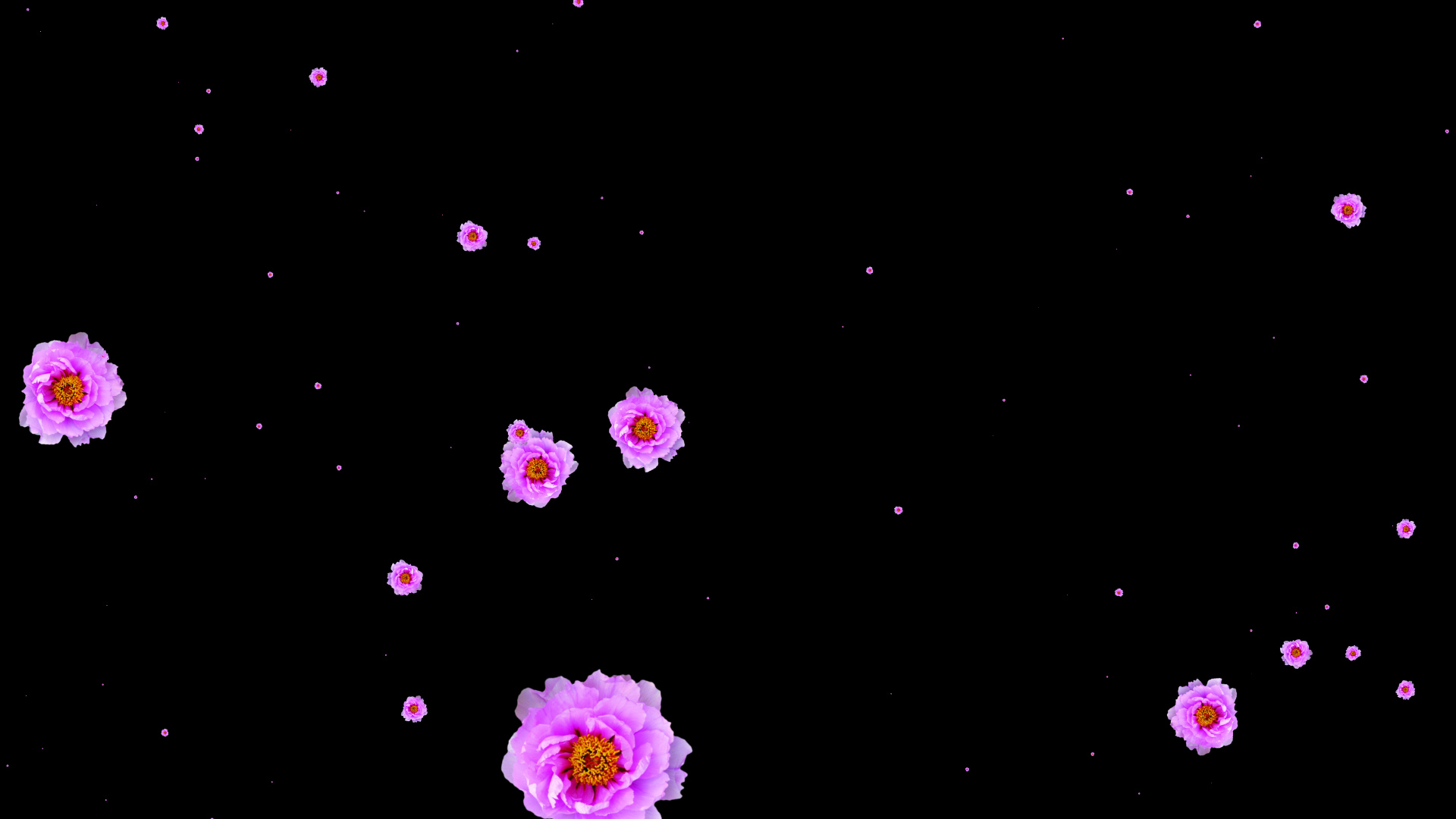 紫色花朵素材通道视频挂件装饰漂浮素材视频的预览图