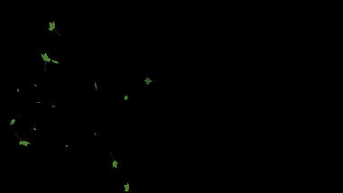 绿色枫叶飘落通道视频挂件装饰漂浮素材视频的预览图