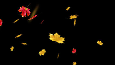 黄色红色枫叶树叶飘落通道视频挂件装饰漂浮素材视频的预览图