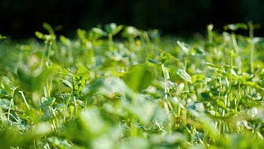 4K自然风景嫩绿的小草植物三叶草幸运草视频的预览图