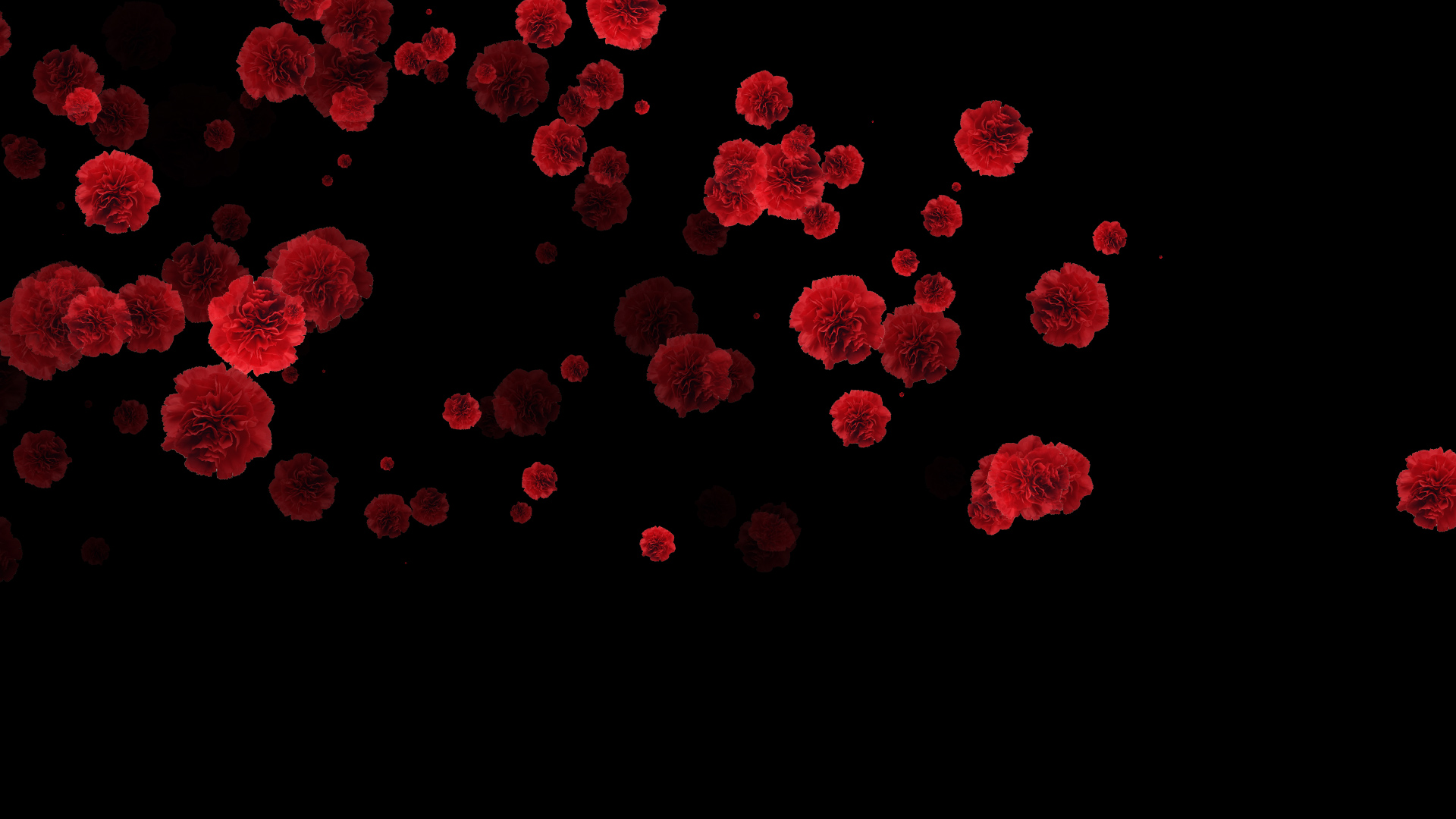 红色康乃馨花朵素材通道视频挂件装饰漂浮素材视频的预览图