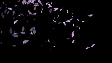 紫色花瓣素材通道视频挂件装饰漂浮素材视频的预览图
