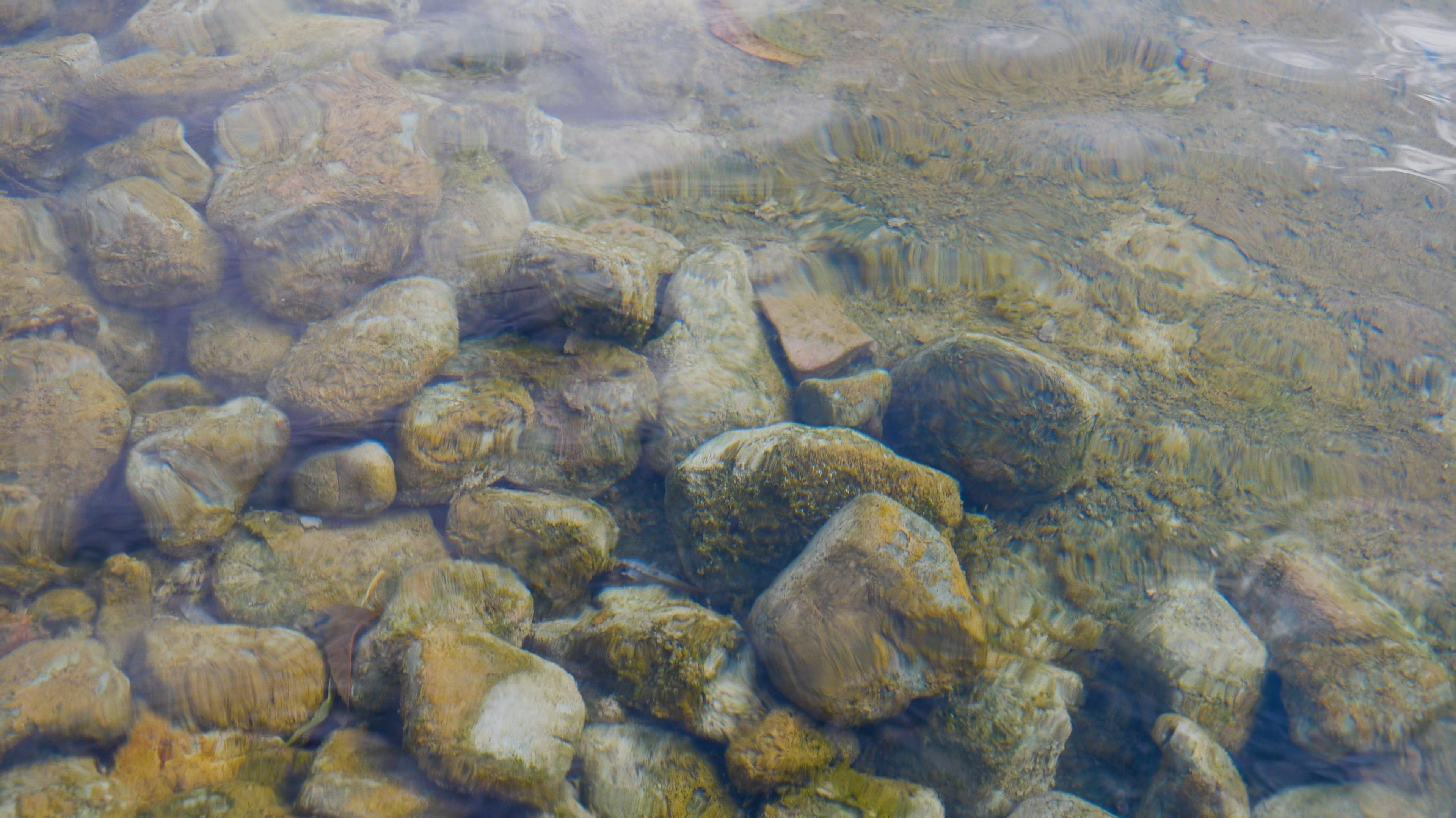 4K水里长青苔的石头河流清澈见底视频的预览图