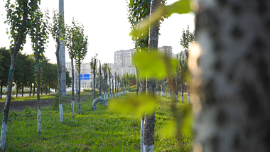 4K城市绿化项目树林树木整齐草地空镜头视频的预览图