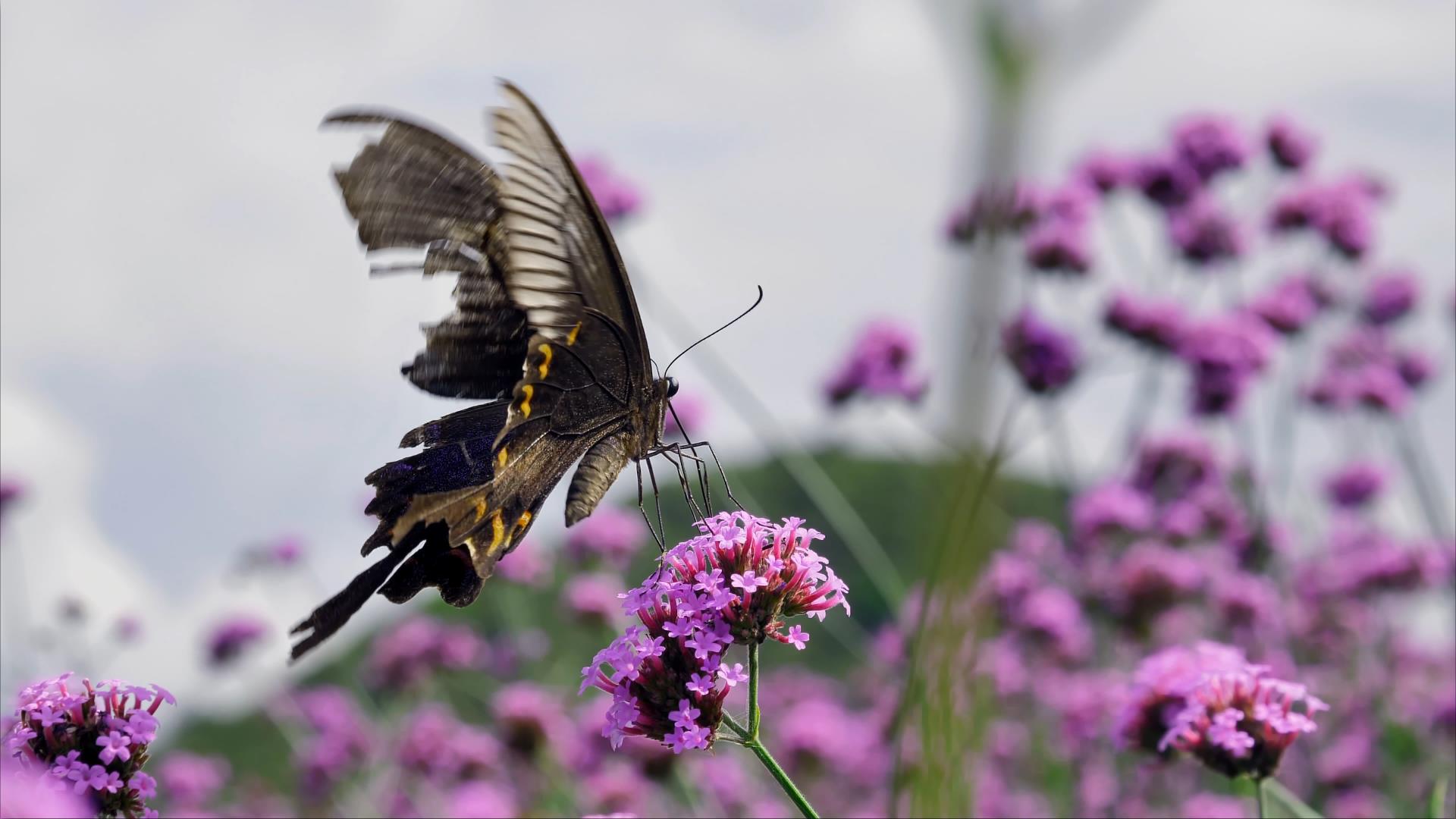 4K拍摄马鞭花上采花的黑蝴蝶升格视频的预览图