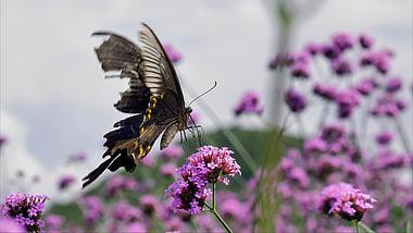4K拍摄马鞭花上采花的黑蝴蝶升格视频的预览图