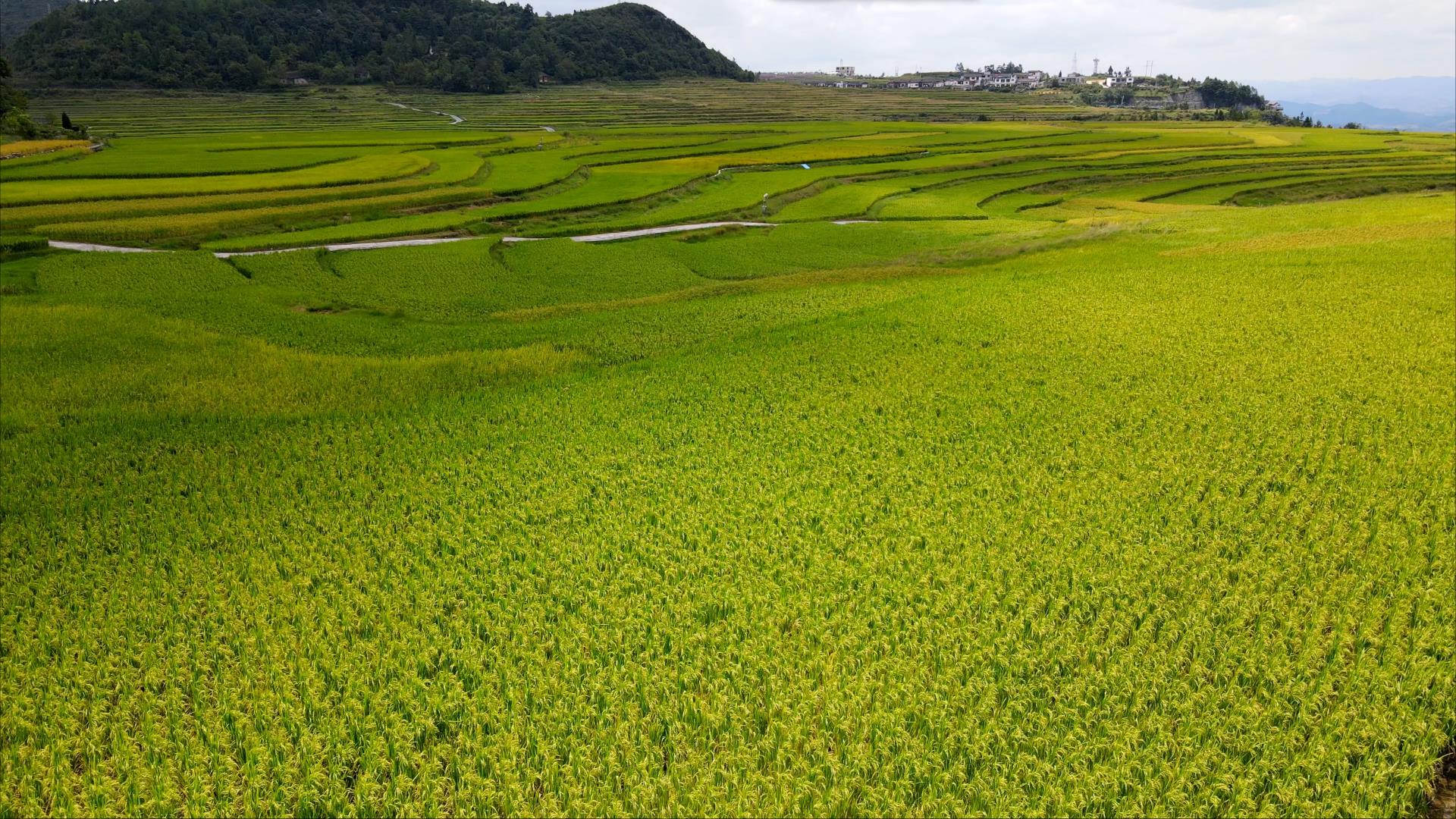 4K航拍农村稻田水稻风光场景实拍视频的预览图