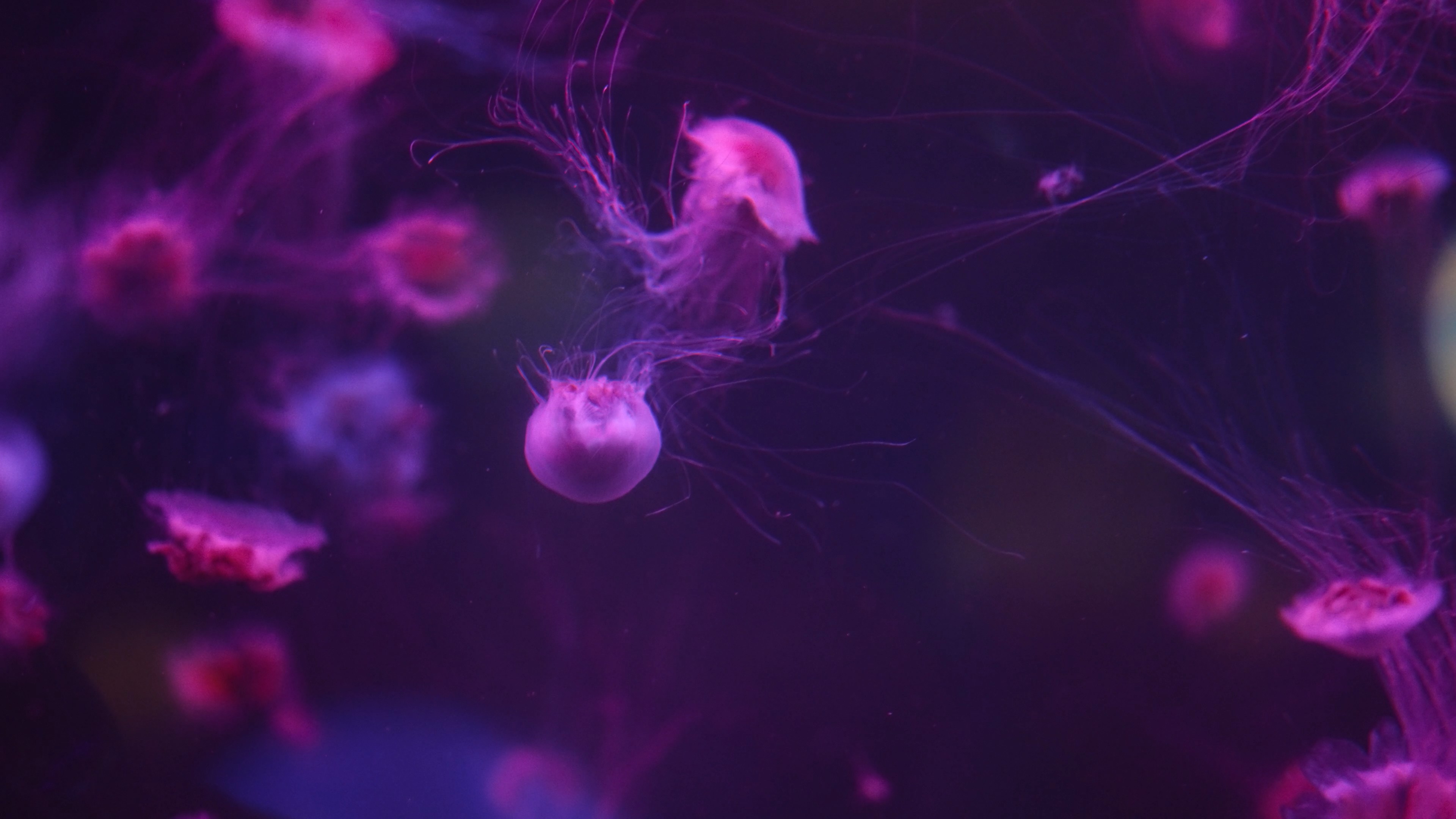 4k浮动的水母管水母目动物海洋生物实拍视频的预览图
