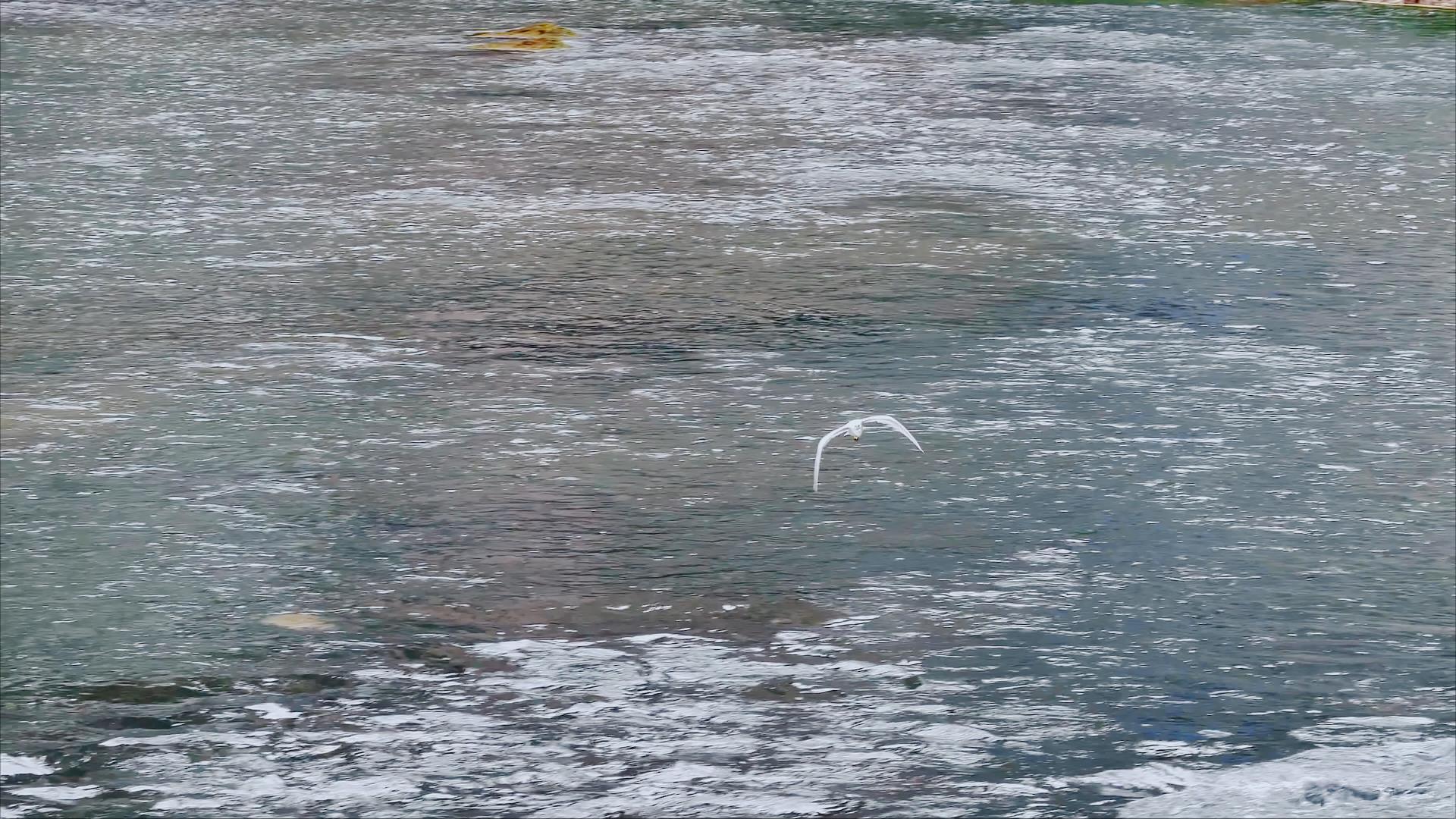 4K拍摄筑城河面飞翔的丹顶鹤升格视频的预览图