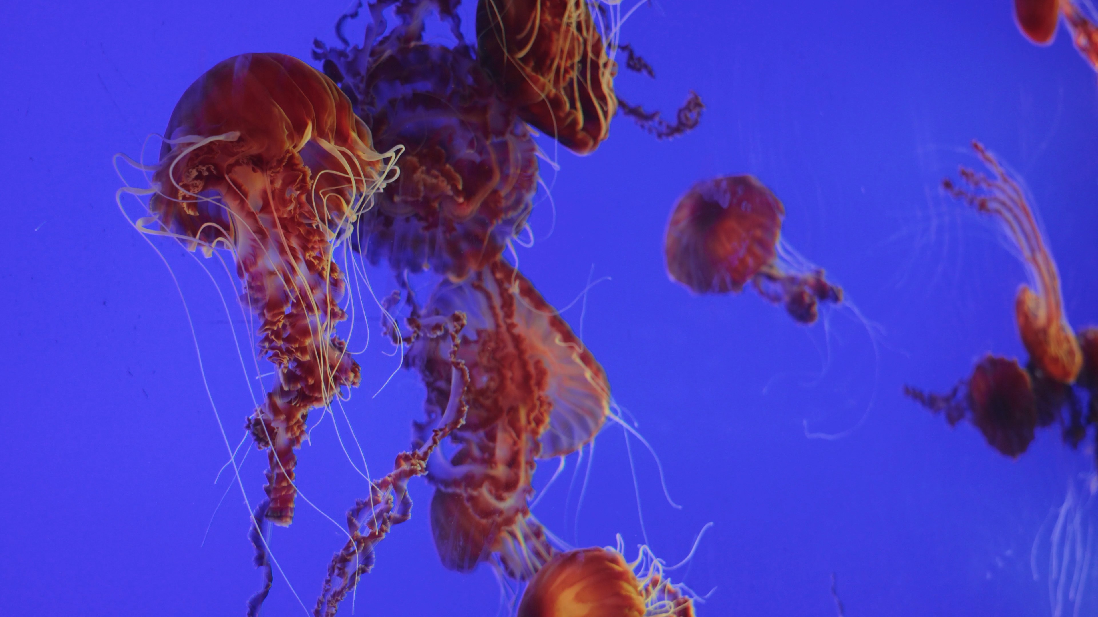 4k黑海刺水母水中浮动特写镜头海洋生物视频的预览图