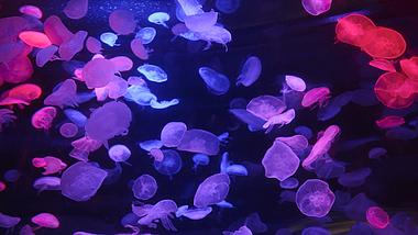 4k水中漂亮的彩色水母海洋生物实拍视频的预览图