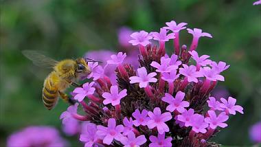 4K拍摄蜜蜂采花马鞭花植物升格实拍视频的预览图