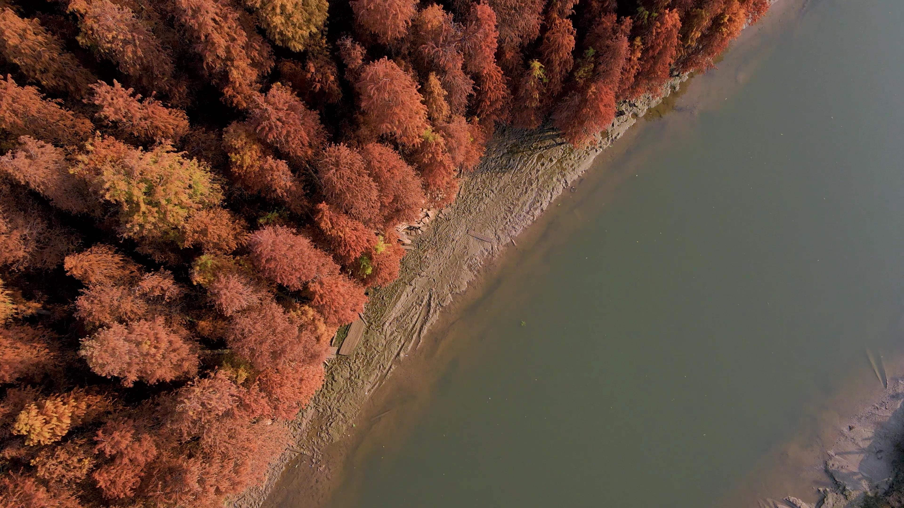 4K航拍白桦林黄叶秋冬景色视频的预览图