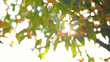 4k实拍唯美阳光透过桂花意境视频的预览图