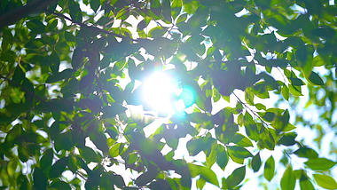 4K实拍唯美夏日阳光透过植物视频的预览图