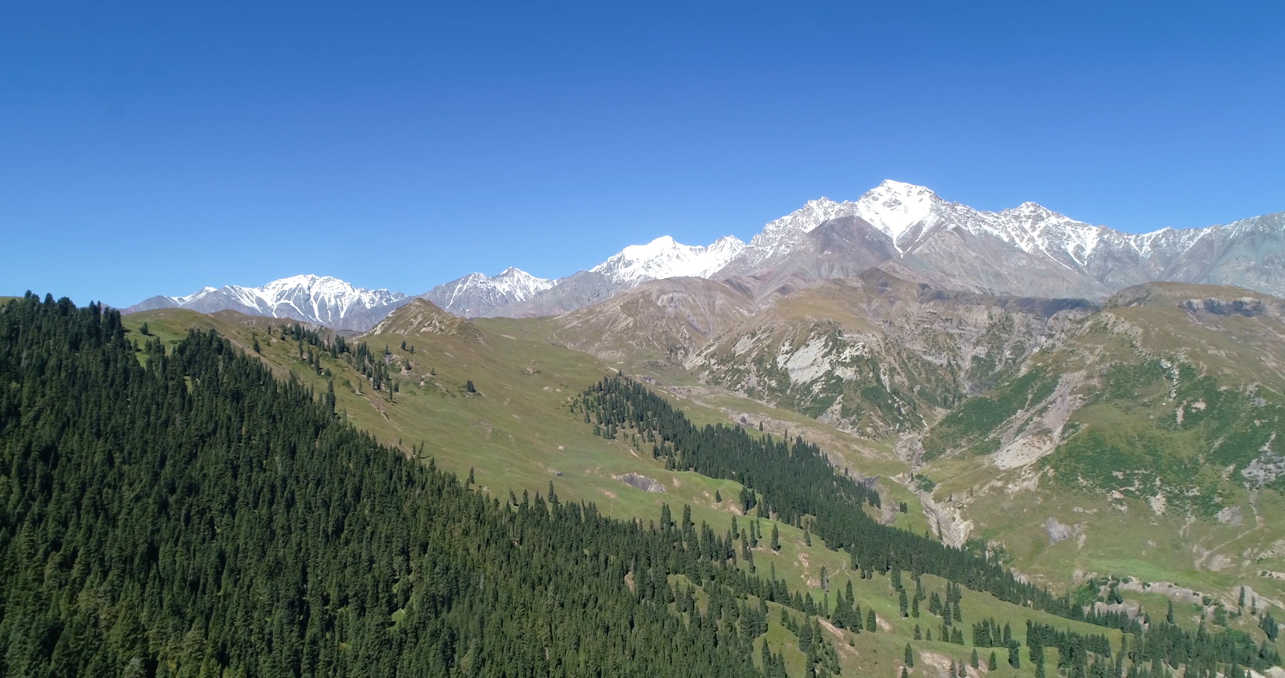 新疆天山脚下森林4K航拍视频的预览图