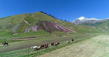 新疆天山脚下放牛4K航拍视频的预览图