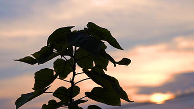 4k实拍唯美黄昏下的植物意境视频的预览图