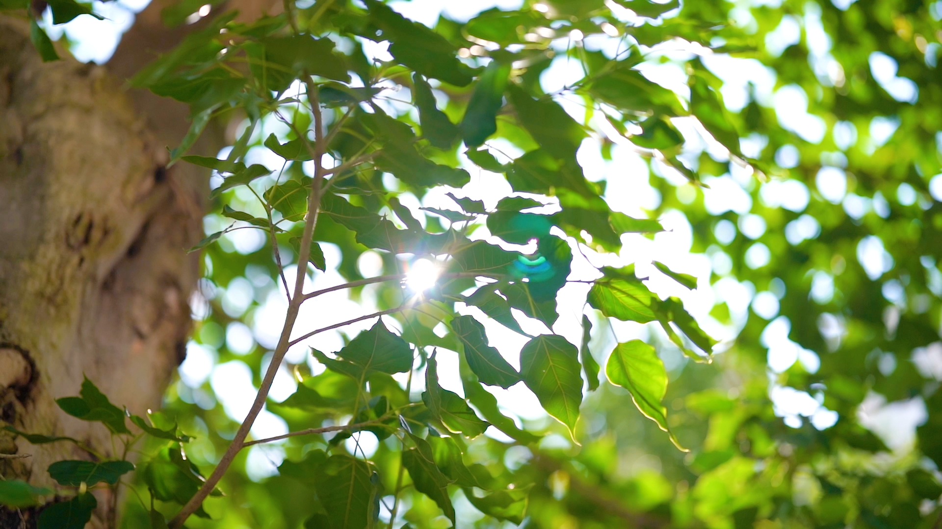 4k实拍唯美阳光透过植物风光视频的预览图