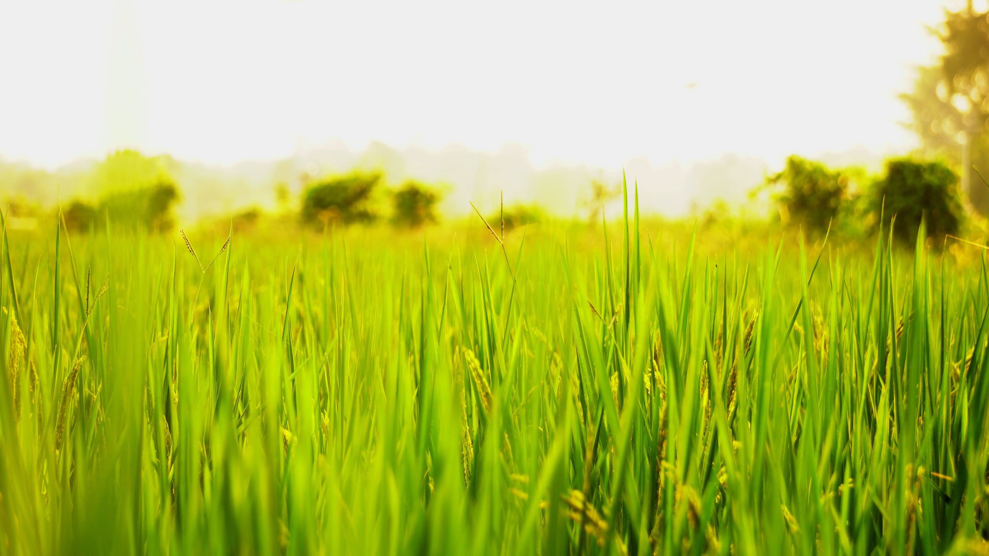4K实拍稻田里的水稻视频素材视频的预览图