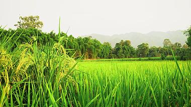 4K实拍乡间的水稻田视频素材视频的预览图